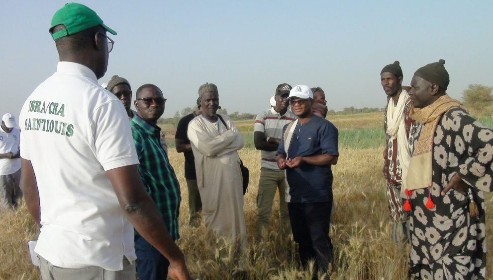 Sénégal mise sur la production de blé